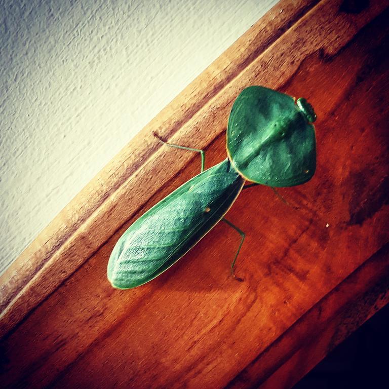 סרו אסול La Semilla Ecolodge מראה חיצוני תמונה