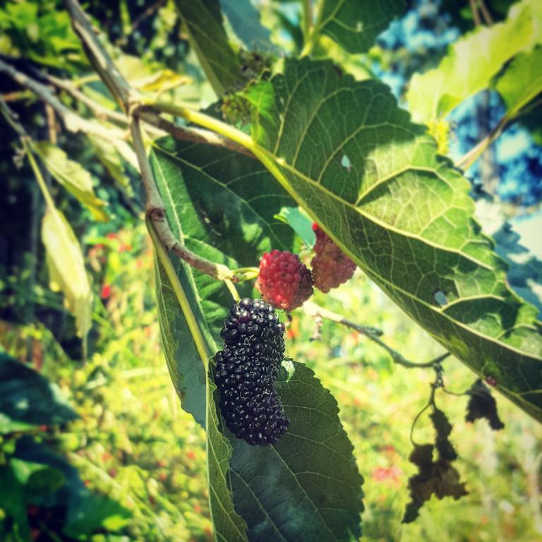 סרו אסול La Semilla Ecolodge מראה חיצוני תמונה